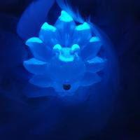 Renard bleu nuit